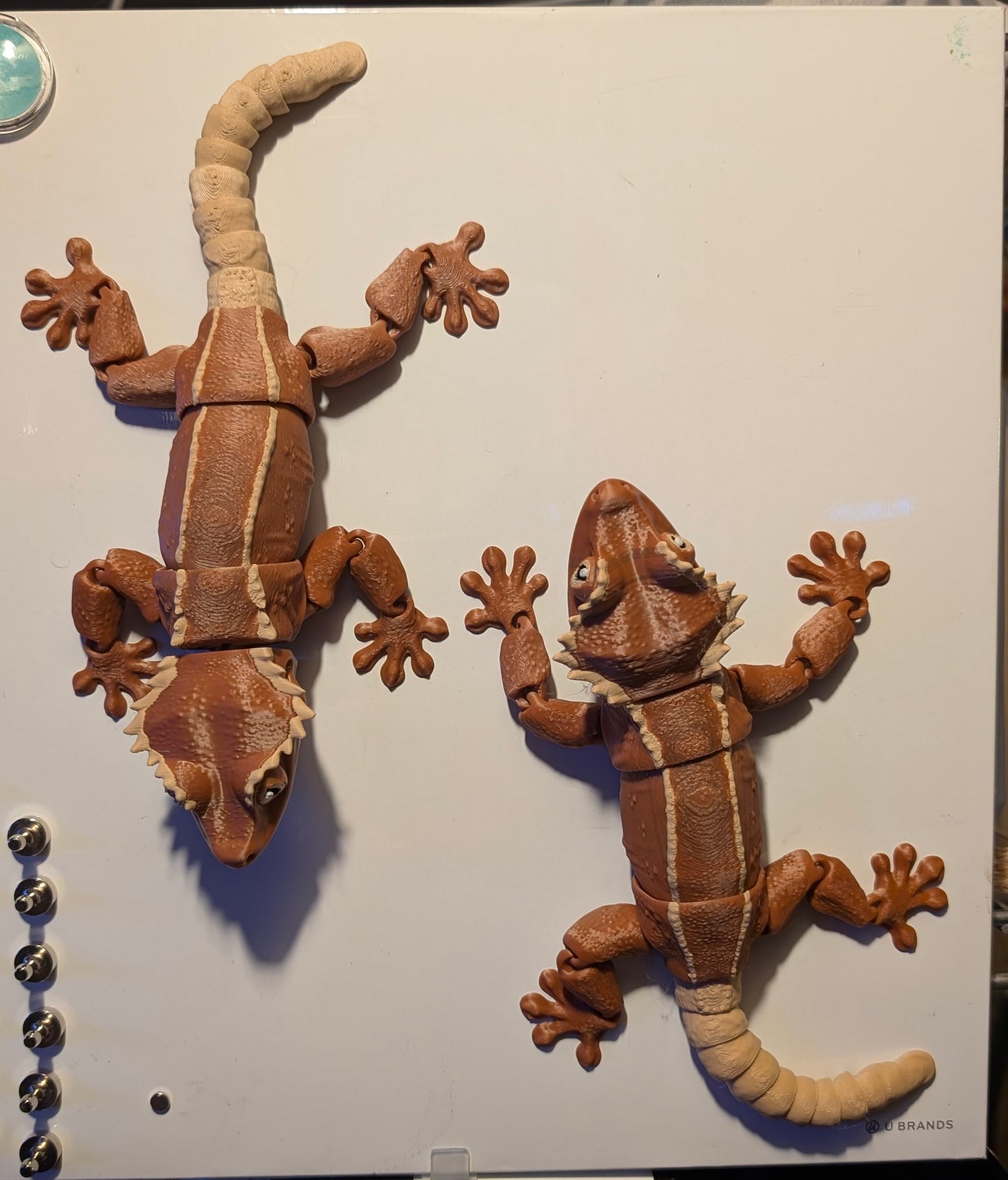 Crested Gecko